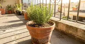 Para o alecrim durar anos: O truque não é a rega, mas nunca plantar em vasos que não tenham pedras