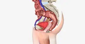 Foto: (burcu onter/istock)