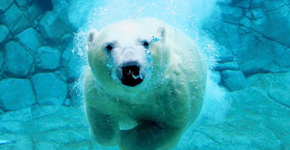 Foto: (Imagem sem texto alternativo disponivel ID [1066398])