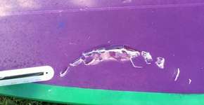 Surfista brasileira amadora é atacada por tubarão no Havaí