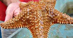 Foto: (Imagem sem texto alternativo disponivel ID [1535577])