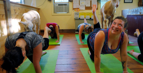 Aulas de yoga com filhotes de fazenda vira sucesso