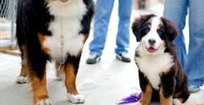 Foto: (Imagem sem texto alternativo disponivel ID [979791])