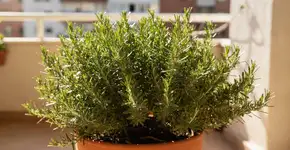 Foto: (Imagem sem texto alternativo disponivel ID [2686148])