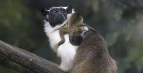 Brasil tem mais de 3 mil espécies de animais e plantas em risco de extinção