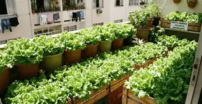 Foto: (Imagem sem texto alternativo disponivel ID [2747594])