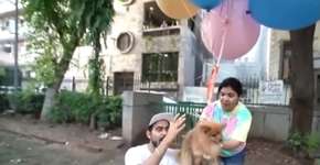 Youtuber faz cão ‘voar’ com balões de gás hélio e vai preso