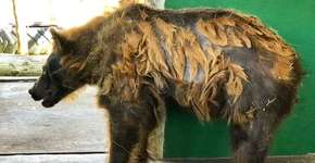 ‘Ursa mais triste do mundo’ ganha peso e troca pelagem