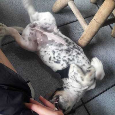 Veja alguns dos cães e gatos que já estão participando do #MostreABarriguinha!