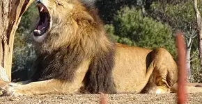 Vereadora acusa zoo por deixar leão morrer de fome na Paraíba