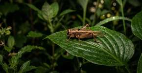 Se você ouvir grilos em sua casa ou jardim à noite, nós lhe diremos o que isso significa e por que é um bom sinal