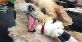 VÍDEO: Conheça Marnie, a cachorrinha mais fofa da internet