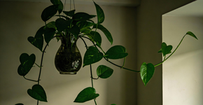 Foto: (Imagem sem texto alternativo disponivel ID [2720539])