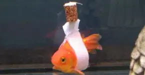 Foto: (Imagem sem texto alternativo disponivel ID [1832973])