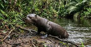 A Argentina alcançou o impensável após 110 anos, e o “retorno” desse mamífero ao Chaco já está mudando o ecossistema desde o primeiro dia