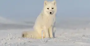 Foto: (Imagem sem texto alternativo disponivel ID [2750284])