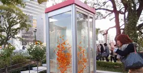 Coletivo de arte transforma cabines telefônicas em aquários no Japão