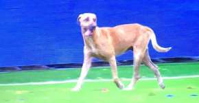 Foto: (Imagem sem texto alternativo disponivel ID [1487568])