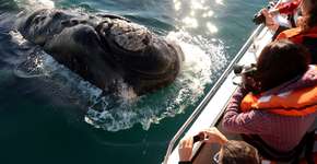 Puerto Madryn: turismo com baleias e vista deslumbrante na Patagônia argentina