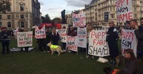 Reino Unido vai proibir venda de filhotes de cães e gatos