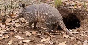 Foto: (Imagem sem texto alternativo disponivel ID [2701196])