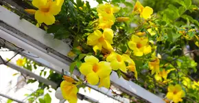 A planta que floresce o ano inteiro e cria uma barreira natural contra olhares indesejados