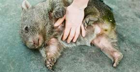 Foto: (Imagem sem texto alternativo disponivel ID [892238])