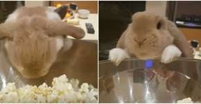 Coelho experimenta pipoca e vídeo bomba na internet