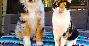 Foto: (Imagem sem texto alternativo disponivel ID [1115030])