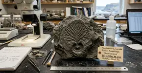 Um sítio arqueológico de 551 milhões de anos, em estado excepcional de preservação, indica que a biota de Avalon sobreviveu por mais tempo do que se estimava, alterando a cronologia das primeiras formas de vida complexas na Terra
