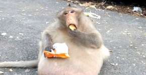 Macaco obeso emagrece e volta à natureza na Tailândia