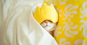 Foto: (Getty Images/iStockphoto)