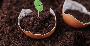 Transforme cascas de ovo em adubo para as suas plantas