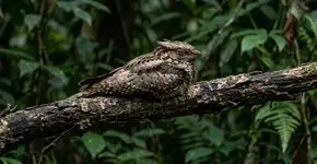 A “ave gigante comedora de mosquitos” é um animal selvagem raro na Tailândia que fez sua primeira aparição em 30 anos.