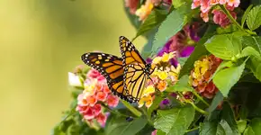 A flor resistente que atrai borboletas e transforma a varanda em um jardim vivo e colorido