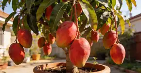 Foto: (Imagem sem texto alternativo disponivel ID [2716777])