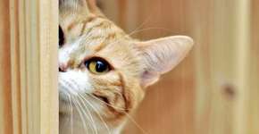 Pesquisa conclui que gatos amam tanto seus tutores quanto os cães