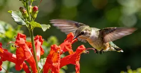 Foto: (Imagem sem texto alternativo disponivel ID [2684098])