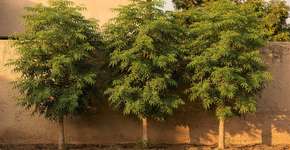 Foto: (Imagem sem texto alternativo disponivel ID [2688721])