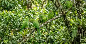 Se você ouvir papagaios cantando em sua casa ou jardim durante o dia, nós lhe explicamos o que isso significa e por que é um bom sinal