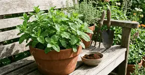 Foto: (Imagem sem texto alternativo disponivel ID [2754796])