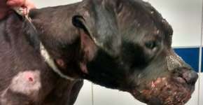 Cão é obrigado a correr em esteira de treinamento para rinhas