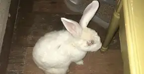 Foto: (Imagem sem texto alternativo disponivel ID [1558473])