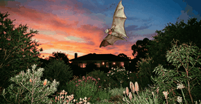 Foto: (Imagem sem texto alternativo disponivel ID [2755180])