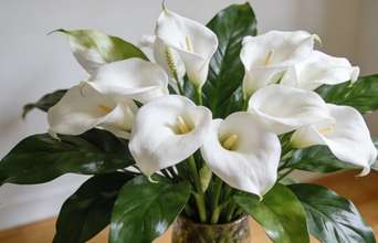 Tertiary news: Dissolva uma colher de sopa disso em um copo, adicione água, e seu lírio-da-paz terá lindas flores