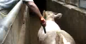 Foto: (Imagem sem texto alternativo disponivel ID [1020230])