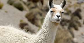 Foto: (Imagem sem texto alternativo disponivel ID [2613001])