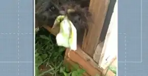 Cão é encontrado acorrentado e com focinho amarrado para não latir