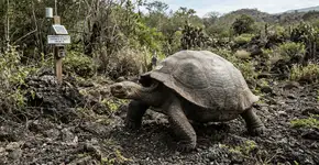 Foto: (Imagem sem texto alternativo disponivel ID [2766501])