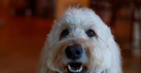 Conheça Ollie, o cachorro fofo que encoraja crianças a se vacinarem